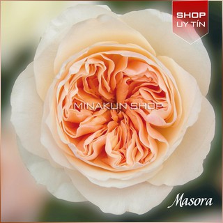 Cây hoa hồng ngoại Masora đẹp xuất sắc MinaKun Shop
