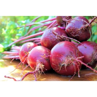 Hạt giống củ dền đỏ (tặng kèm phân)