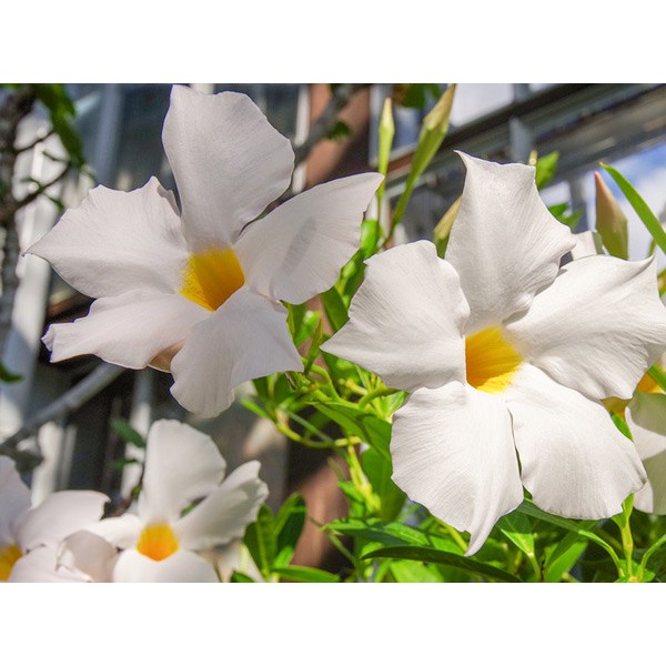 Cây tuyết anh - cây dây leo cho hoa màu trắng - White Mandevilla vine - Trang Flower