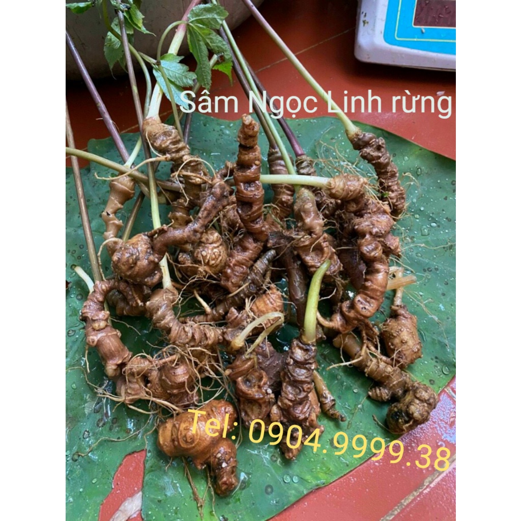 Sâm Ngọc Linh rừng 1kg bao kiểm định