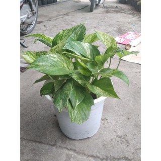 Trầu bà sữa