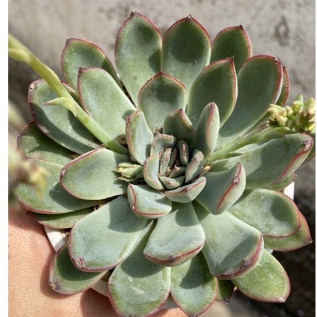 SEN ĐÂ VIỀN ĐỎ TO 10cm  FREESHIP  ĐÃ THUẦN XỨ NÓNG SIU CUTE CHUẨN SIZE TRUNG