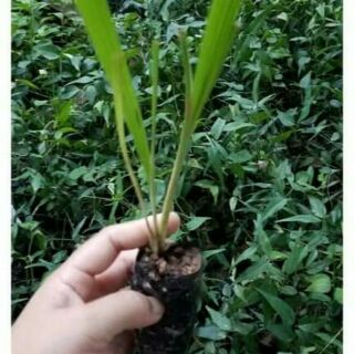 TTV09.Hạt giống cây sâm đại hành