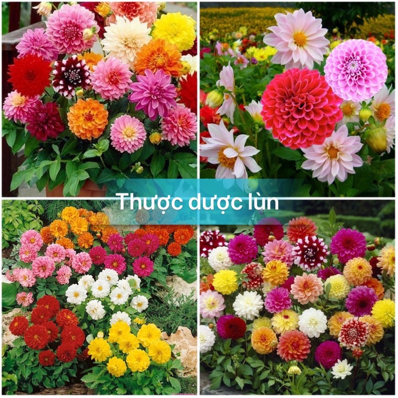 Hạt giống thược dược lùn nhiều màu F1