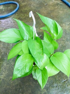 TRẦU BÀ THÁI XANH