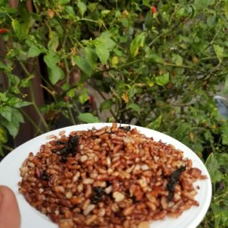 Gạo lức rong biển