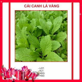 Hạt giống Cải Canh Lá Vàng 20gr 
