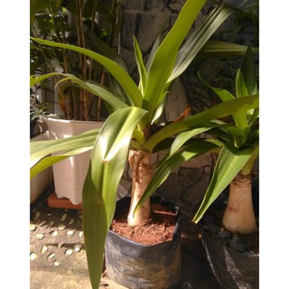 Cây Văn thù Lan- Náng hoa trắng (free ship)
