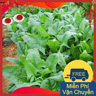 Combo 3 Gói Hạt Giống Rau Chân Vịt ( Cải Bó Xôi )
