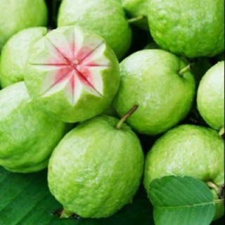 Cây giống ổi RUBY ruột đỏ Đài Loan