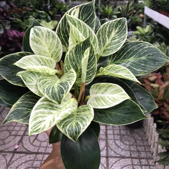 Trầu Bà Đế Vương Bạch Kim