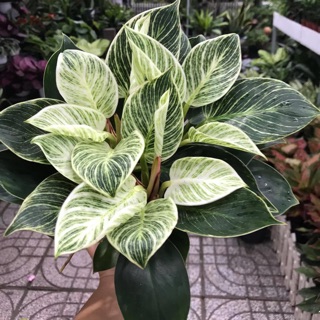 Trầu Bà Đế Vương Bạch Kim