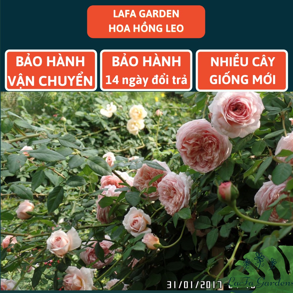 Cây hoa hồng leo Abraham Darby, giống hoa hồng leo David Austin hoa màu cam, Combo cây hoa kèm phân bón hữu cơ Eco root