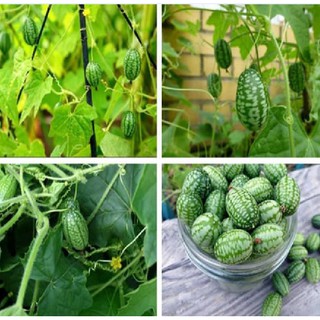 Hạt giống dưa hấu tí hon - 10 hạt/gói/Kèm 3 viên nén xơ dừa ươm hạt