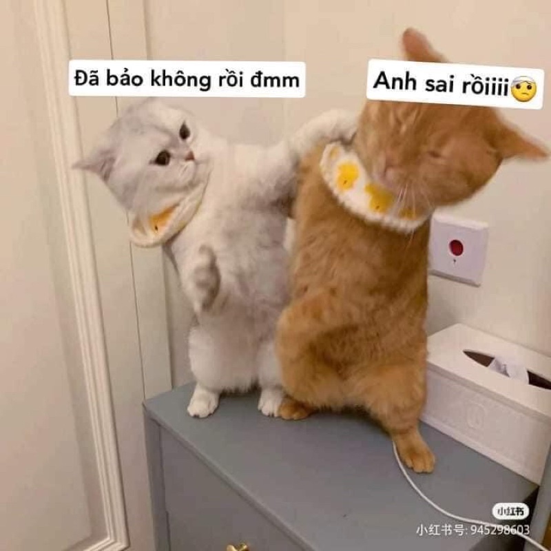Pate whiskas junior cho mèo siêu rẻ