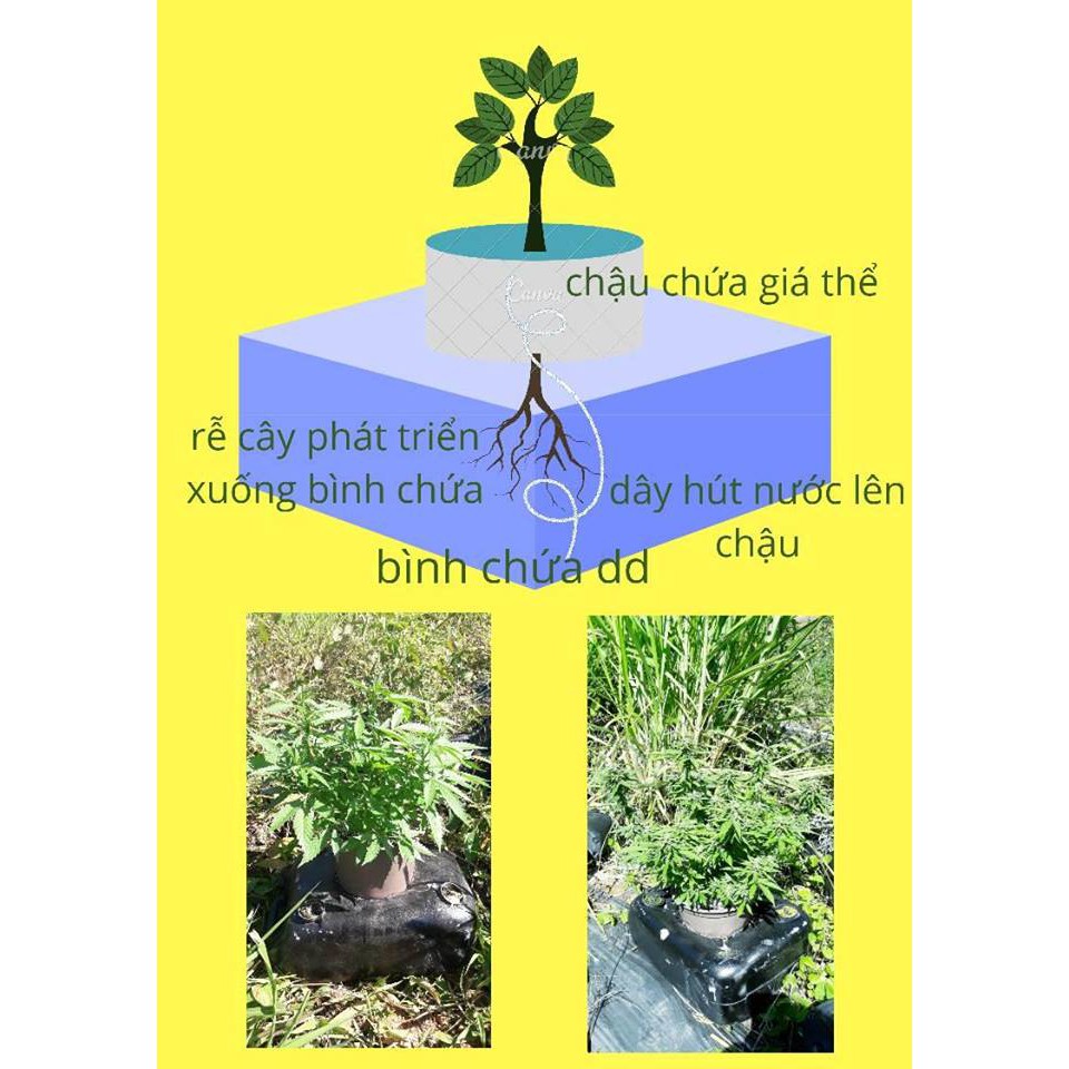 AZGRO Dinh Dưỡng Cho Cây Trồng - 1 bộ 2 chai