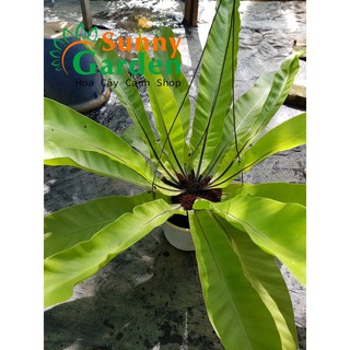 Cây Ráng Ổ Phụng ( Ổ Quạ)