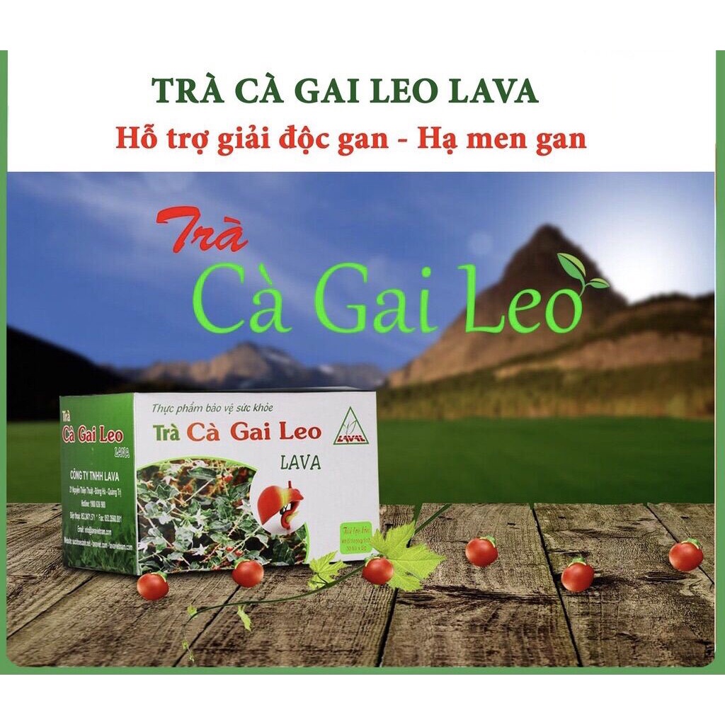 Trà Cà Gai Leo Lava- Hỗ trợ các vấn đề về Gan