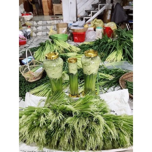 Đòng đòng nếp nương thơm ngon ngọt r