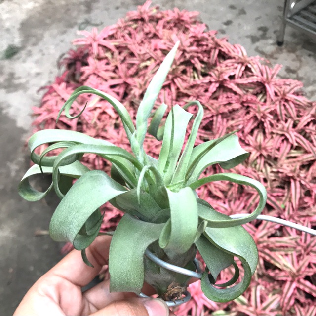 Cây không khí Tillandsia streptophylla