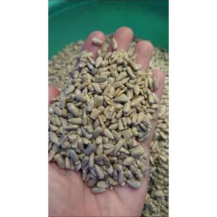 [Mã PET50K giảm Giảm 10% - Tối đa 50K đơn từ 250K] Nhân hướng dương tươi hàng Bỉ dành cho chim vẹt