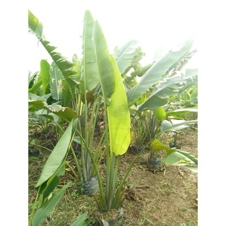 Chuối rẻ quạt - Hàng cao 2m