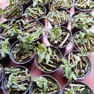 Hoa phong lan phi điệp ươm kie
