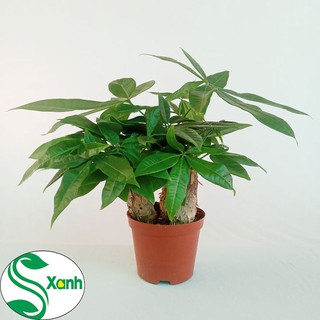 Phân Bón Cây Cảnh (Combo-01)
