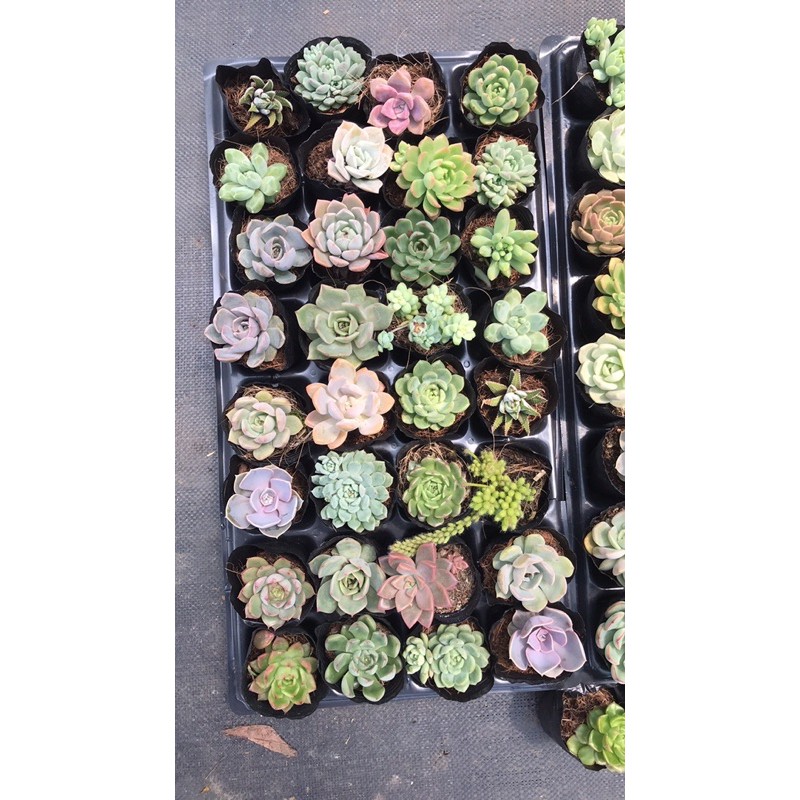 Combo 100 bầu sen đá