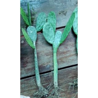 Xương rồng tai thỏ dáng trụ 40cm