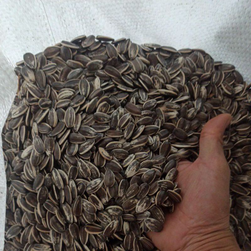 Hướng dương - 100gr cho chim, vẹt, sóc, hamster, thức ăn cho hamster giá sỉ
