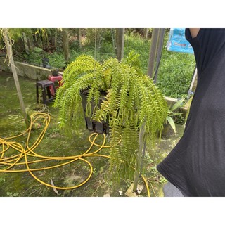 cây râu rồng (hàng chơi )