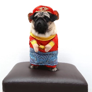 Quần áo chó mèo - hàng sẵn - áo cho chó mèo tết cosplay bộ thần tài siêu độc cho chó mèo hatn