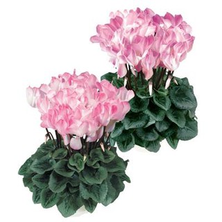 Hạt giống Hoa anh thảo mix