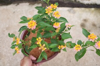 Cây hoa Ngũ Sắc