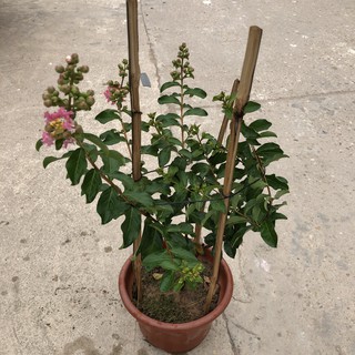 Cây hoa tường vi hồng, chiều cao 25cm gốc to cây sống khỏe hoa nở rộ, thích hợp trang trí cảnh quan