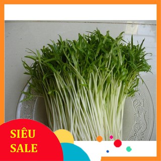 100g Hạt giống Rau muống mầm Dinh dưỡng
