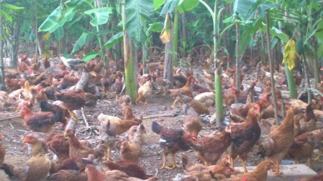 1kg khô gà lá chanh | BigBuy360 - bigbuy360.vn