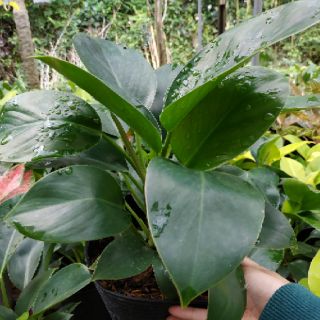 Chậu nhựa mềm Đế Vương xanh