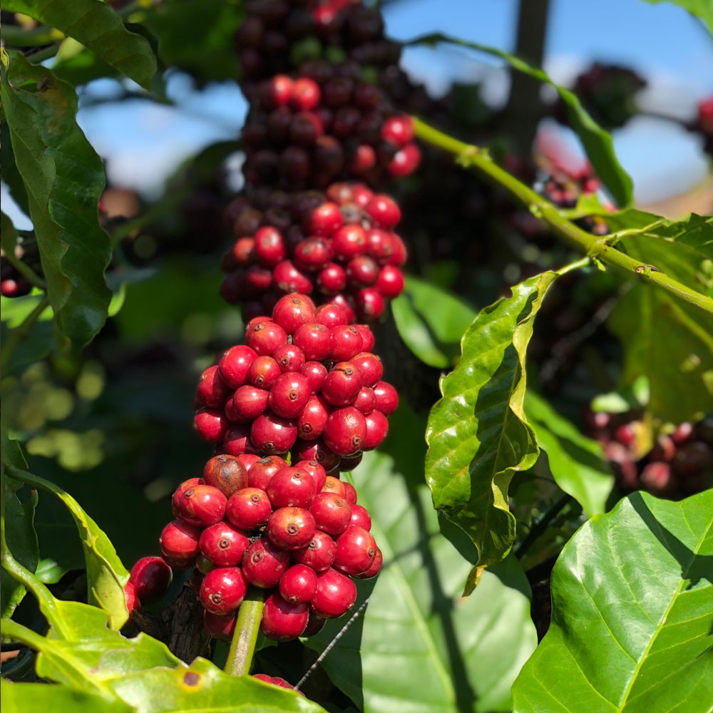 Cà Phê Đặc Sản Fine Robusta Valleys Túi Giấy 250gram - Bean In Love Coffee