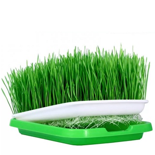 Hạt giống cỏ lúa mì hữu cơ - Cỏ lúa mì tiểu mạch thảo