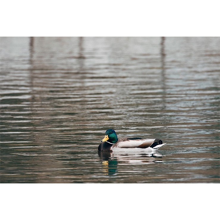 Ống kính tiêu cự Sigma 150-600mm f/5-6.3 DG OSM