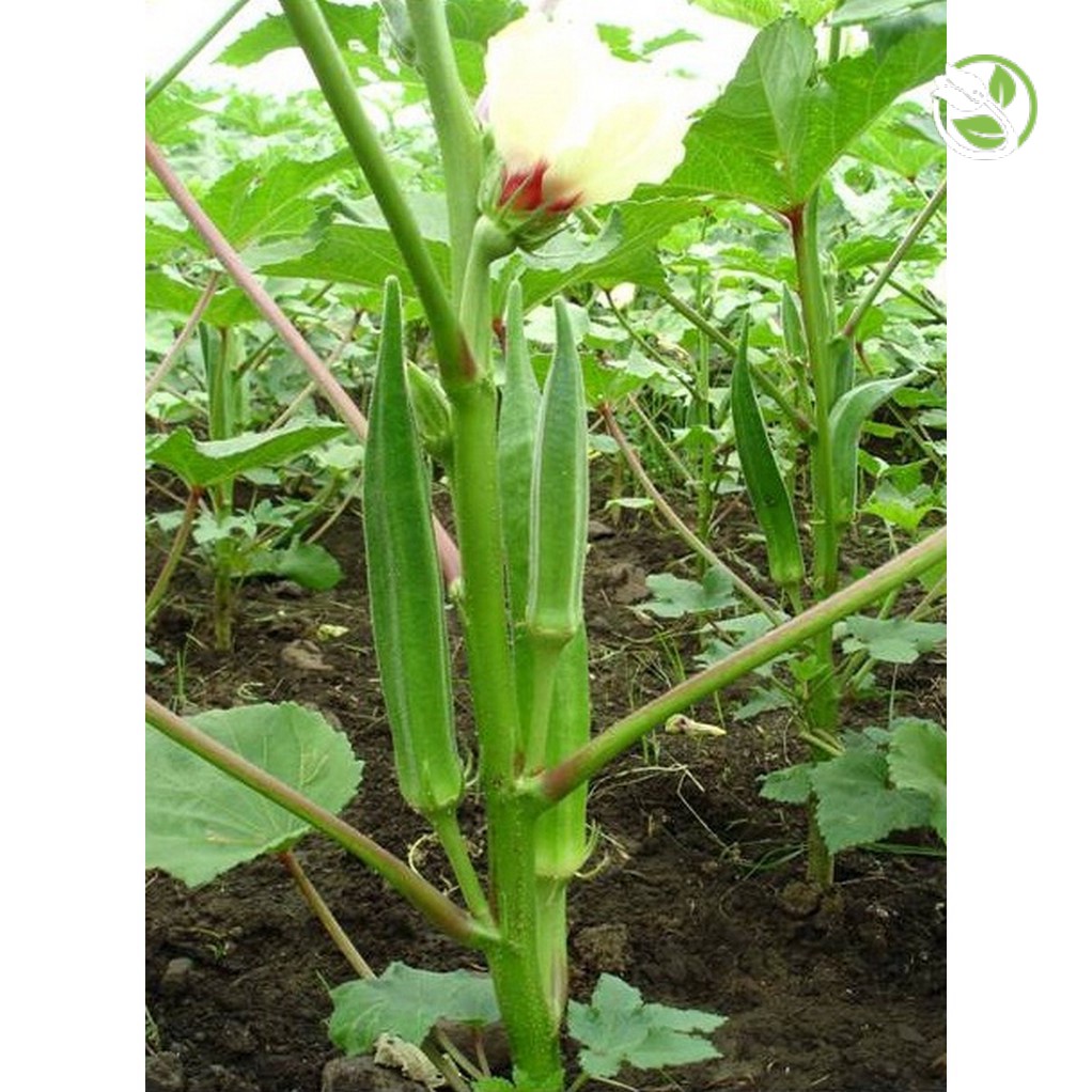 Hạt Giống Đậu Bắp Cao Sản  Phú Nông - Gói 10g