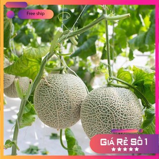 Hạt giống Dưa lưới F1 (Ruột cam, Siêu ngọt)