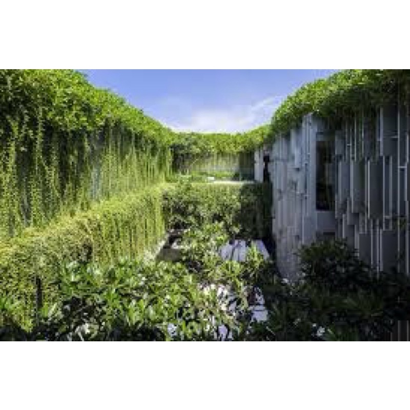 CÂY CÚC TẦN ẤN ĐỘ che nắng tự nhiên