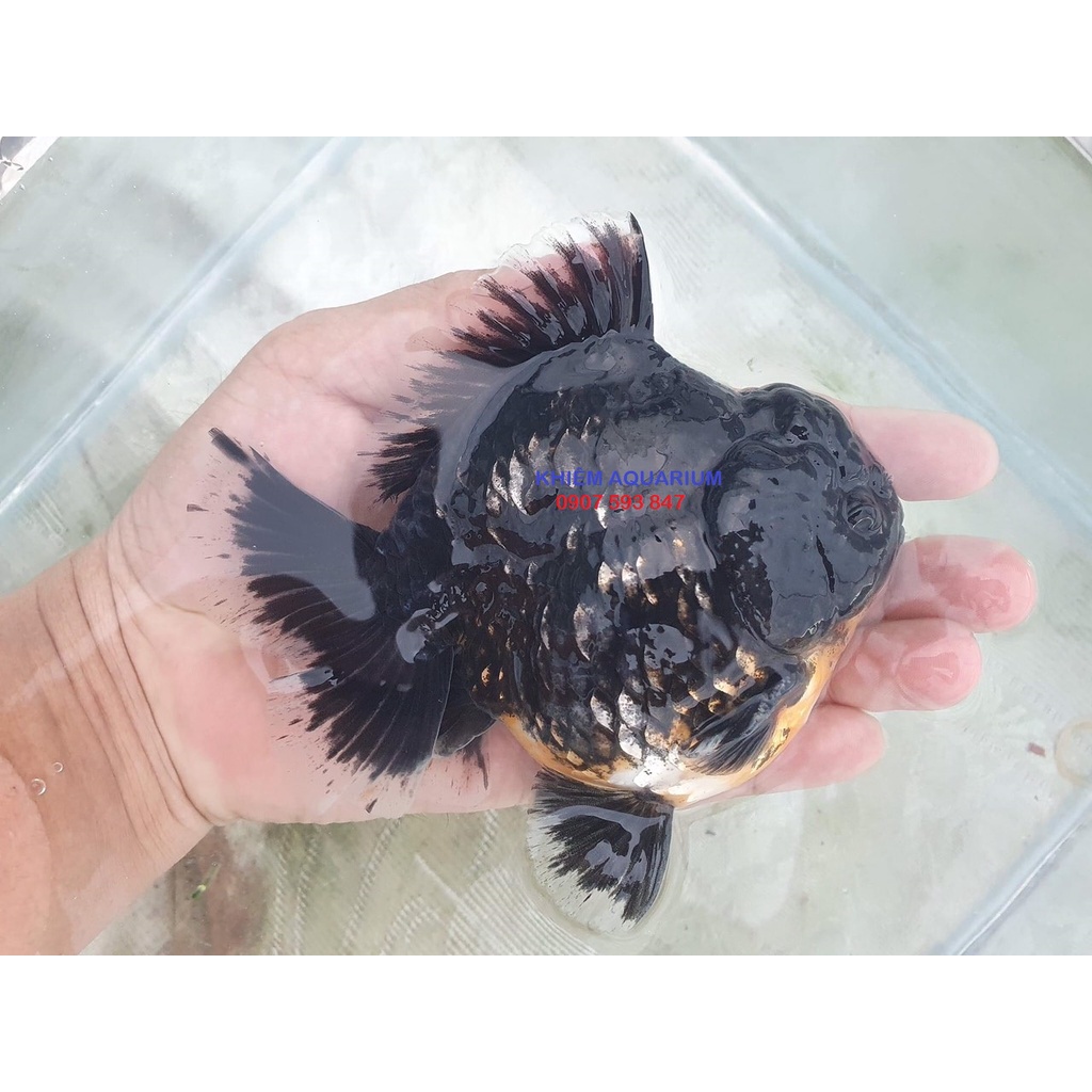 Cám cá vàng ranchu Bessn ord 540g thức ăn dạng nổi giúp tăng màu, tăng body, căng kì, cờ chuyên oranda.