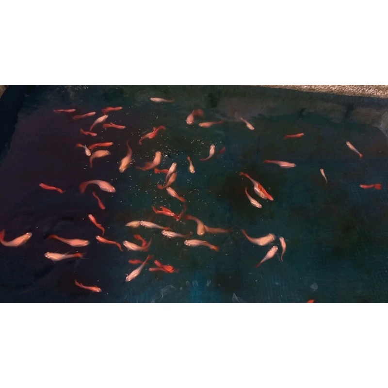 Full Red 7 màu guppy