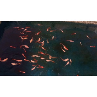 Full Red 7 màu guppy