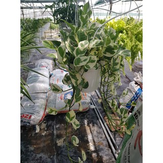Trầu Bà Ngọc Thuỷ Chậu Treo