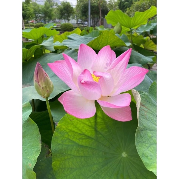 Hạt Sen Hoàng Yến